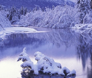 Drzewa, Śnieg, Jezioro