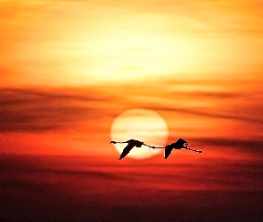 Flamingi, Słońca, Zachód, Lot