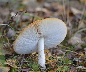Blaszki, Kapelusza, Muchomor Czerwony