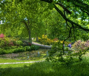 Staw, Zieleń, Park