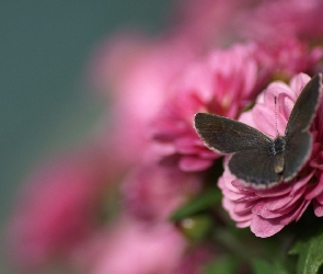 Różowe, Ostrości, Motyl, Głębia, Kwiaty