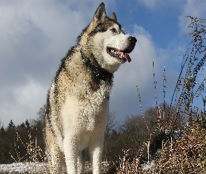 Drzewa, Trawa, Alaskan Malamute