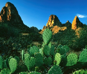 Kaktusy, Pustynia, Góry