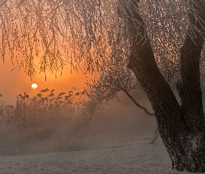 Zima, Słońce, Drzewa