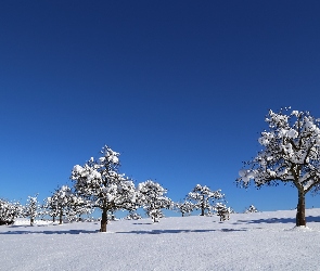 Drzewa, Śnieg, Niebo