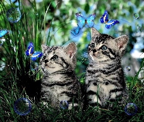 Trawa, Motyl, Koty
