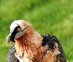 Sęp, Głowa
