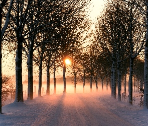 Droga, Śnieg, Mgła, Słońce, Drzewa