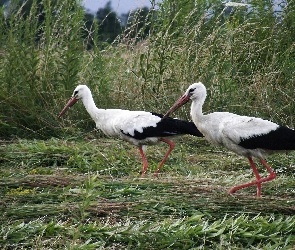 Bociany, Trawa