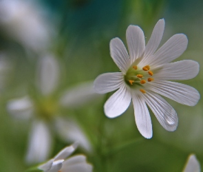 Biały, Kwiat, Rogownica Polna