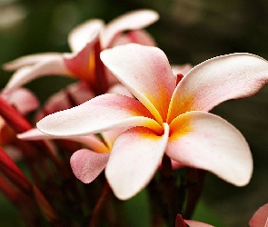 Różowa, Plumeria, Piękna