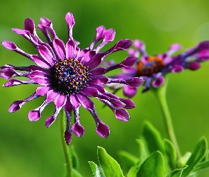 Purpurowy, Kwiat