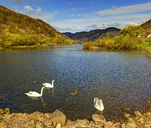 Łabędzie, Jezioro, Kaczki