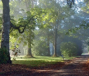 Park, Mgła, Poranek, Aleja