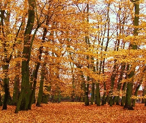 Drzewa, Park, Jesień