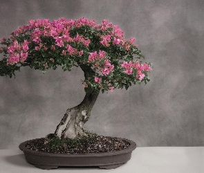 Małe, Bonsai, Drzewko