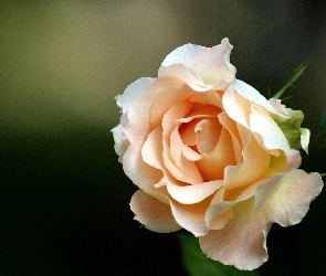 Róża, Pastelowa
