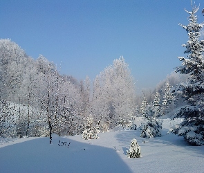 Zima, Las, Śnieg