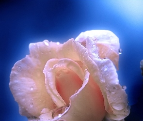 Różyczka, Różowa
