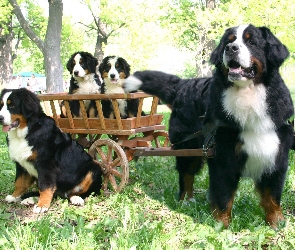 Psy, Wózek, Szczeniaczki