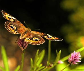 Motyl, Kwiatek
