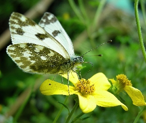 Motyl, Kwiatek, Żółty, Bielinek Rukiewnik