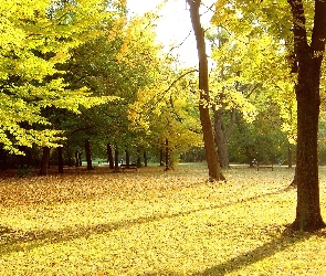 Liście, Ławki, Park, Drzewa