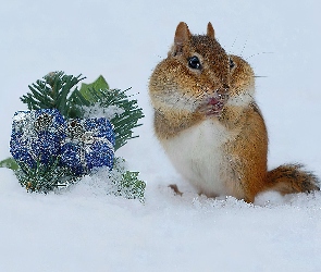 Chipmunk, Stroik, Śnieg, Świąteczny