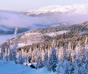 Las, Ośnieżony, Góry, Chmury