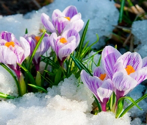 Fioletowe, Wiosna, Śnieg, Krokusy, Biało