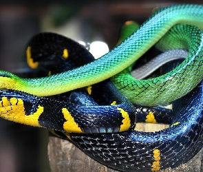 Węże, Żółty, Granatowo, Zielony