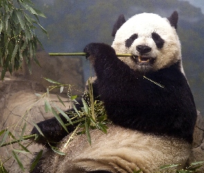 Panda, Miś