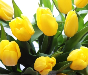 Bukiet, Tulipany, Żółte