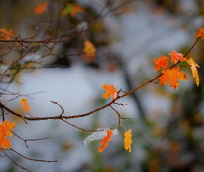Drzewa, Jesień, Listki, Klon, Gałązka