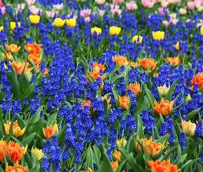 Szafirki, Tulipany, Kolorowe, Kwiaty