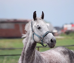 Siwy, Padok, Portret, Wałach, Koń