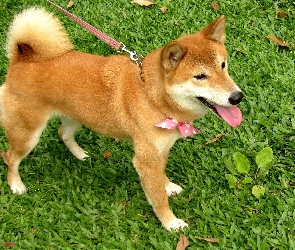 Shiba Inu, Smycz, Trawa, Kokardka