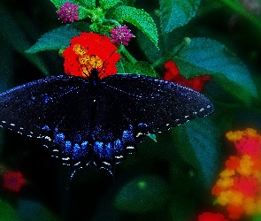 Motyl, Kwiaty, Granatowy