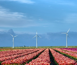 Holandia, Tulipany, Wiatraki