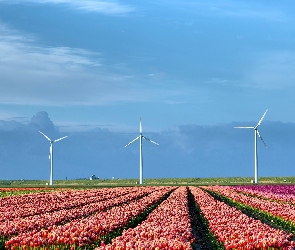 Wiatraki, Tulipany, Holandia