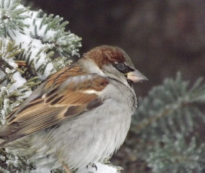 Ptaszek, Gałązka, Świerkowa, Wróbelek