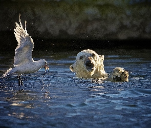 Woda, Misia, Mewa, Głowa