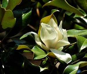 Kwiat, Liście, Magnolia