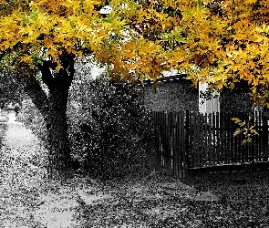 Jesień, Liście, Żółto, Zielone, Drzewa