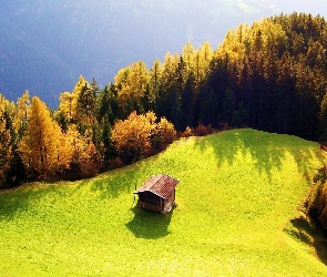 Domek, Drzewa, Łąka