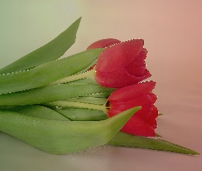 Czerwone, Tulipany