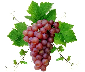 Zielone, Liście, Winogron