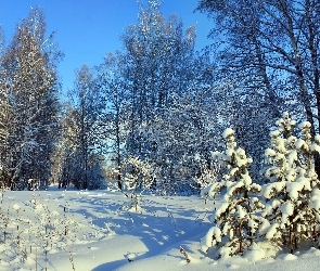 Drzewa, Oszronione, Zima, Choinki