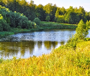 Drzewa, Jesień, Rzeka