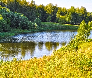 Rzeka, Jesień, Drzewa